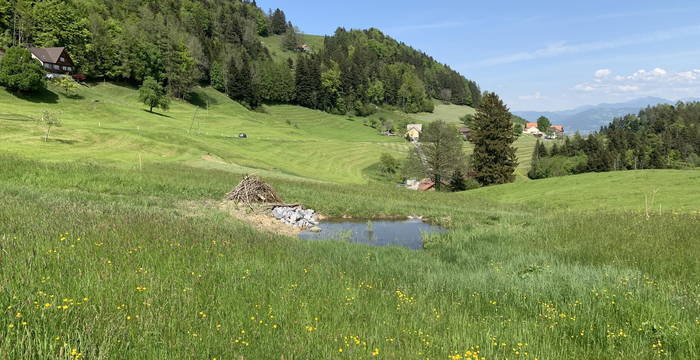 Ochsenweid, Oberegg