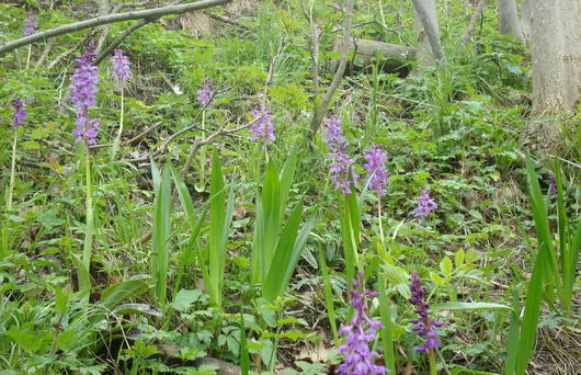 Auch Orchideen finden geeignete Lebensräume in der Kiesgrube Feerbach. (Foto: Atragene)